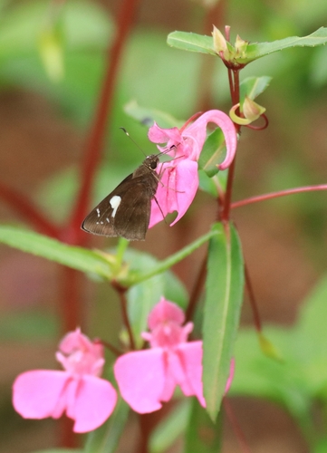 Impatiens chinensis (Impatiens chinensis)