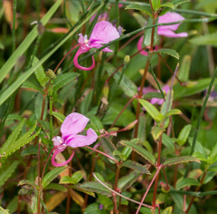 Impatiens chinensis (Impatiens chinensis)
