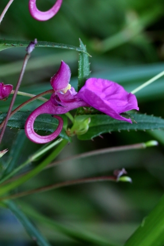 Impatiens chinensis (Impatiens chinensis)