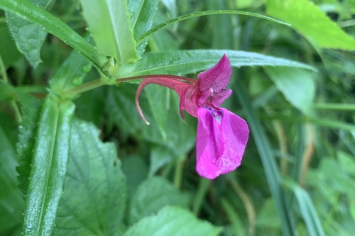 Impatiens chinensis (Impatiens chinensis)