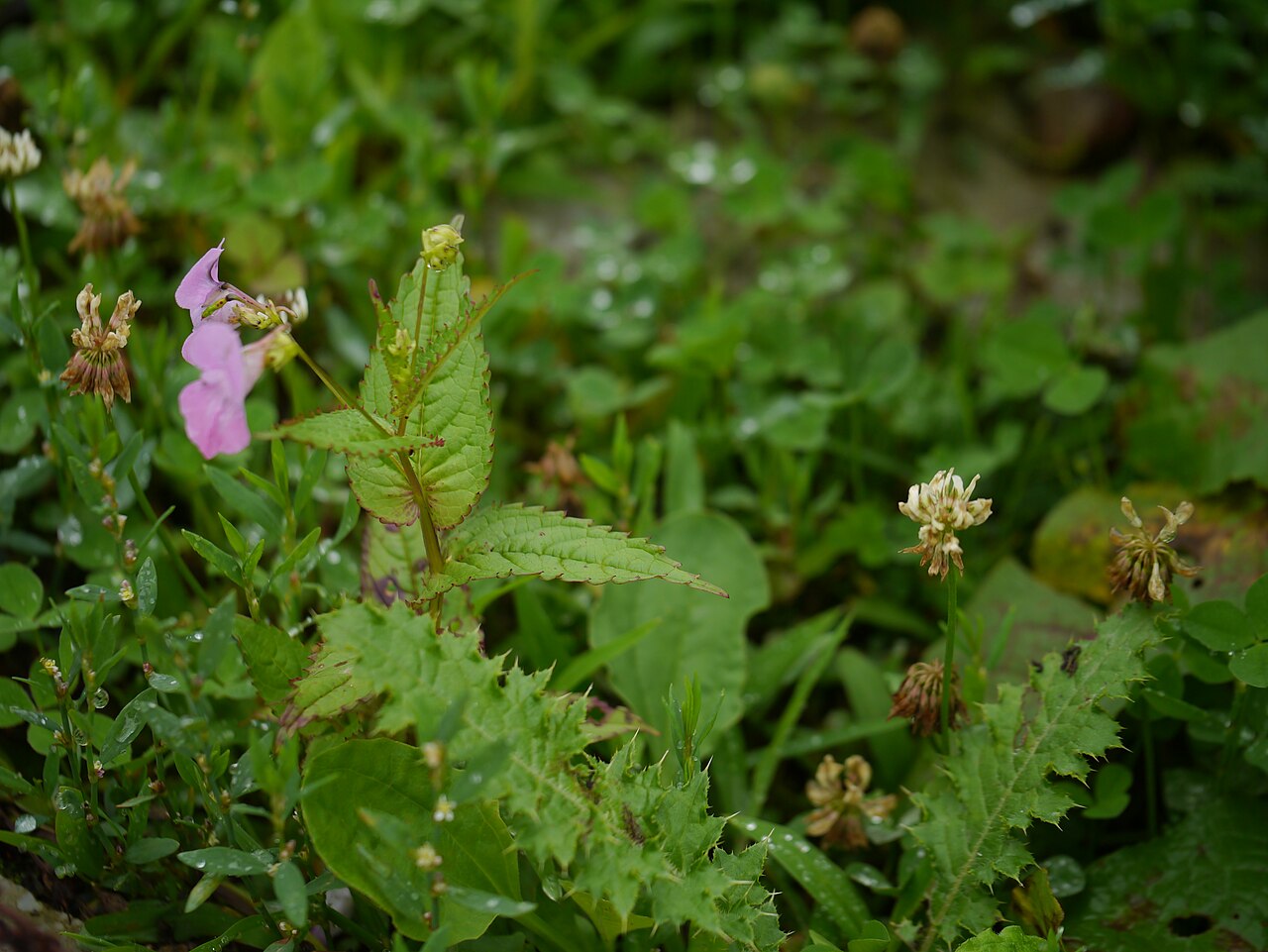 Chungtien balsam: Impatiens chungtienensis Y.L.Chen