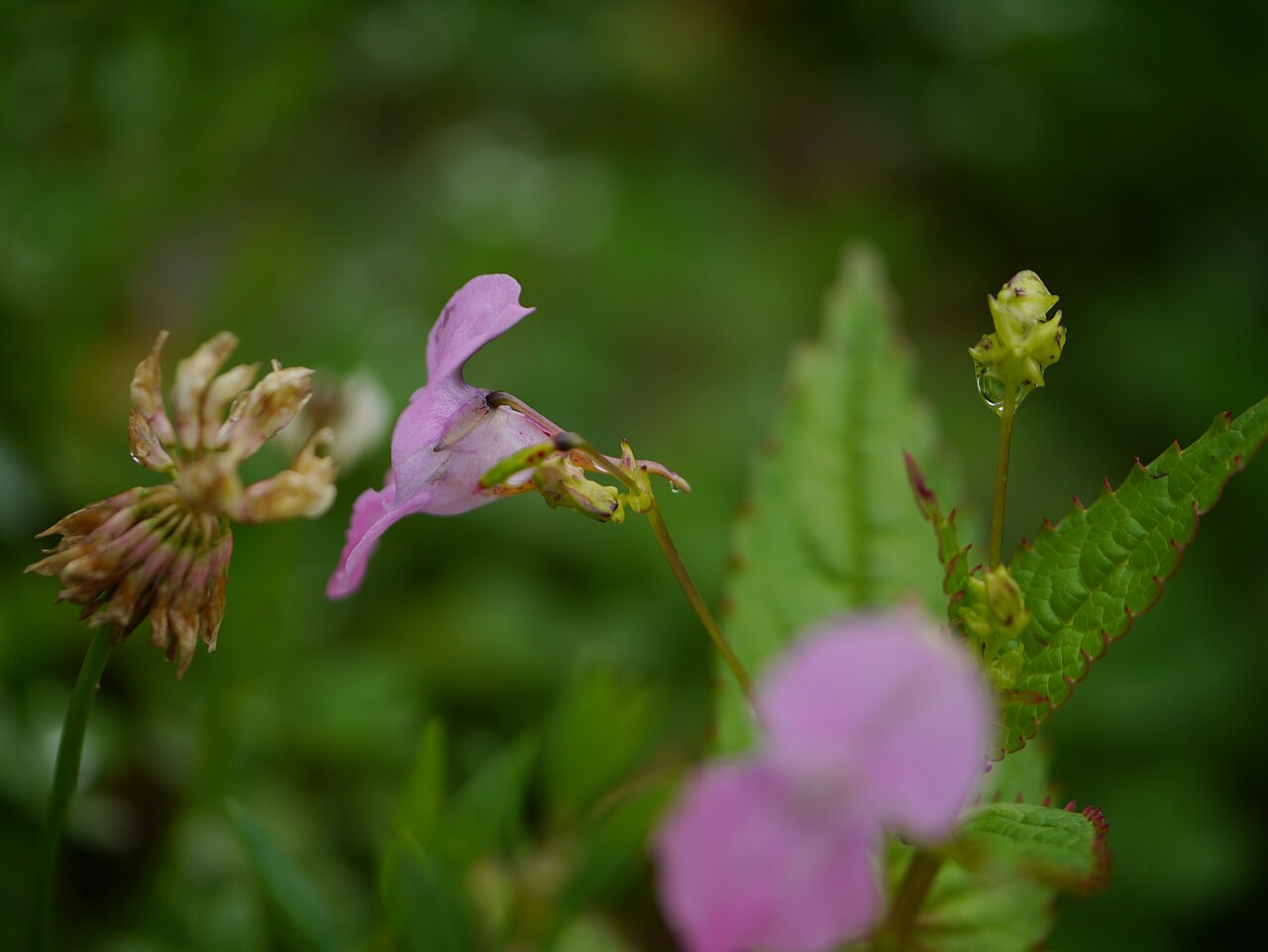 Chungtien balsam: Impatiens chungtienensis Y.L.Chen