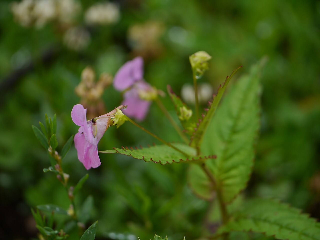 Chungtien balsam: Impatiens chungtienensis Y.L.Chen