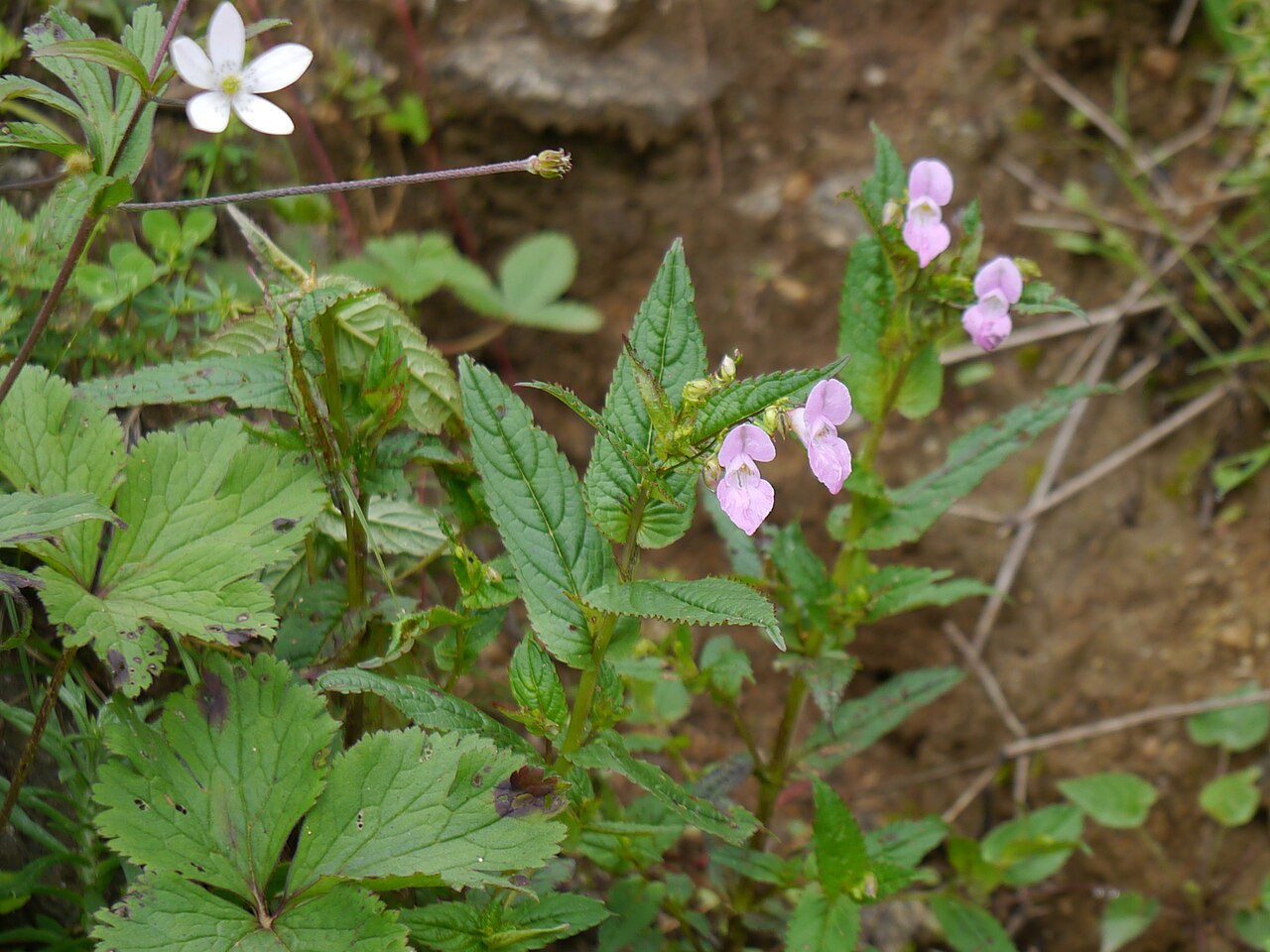 Chungtien balsam: Impatiens chungtienensis Y.L.Chen