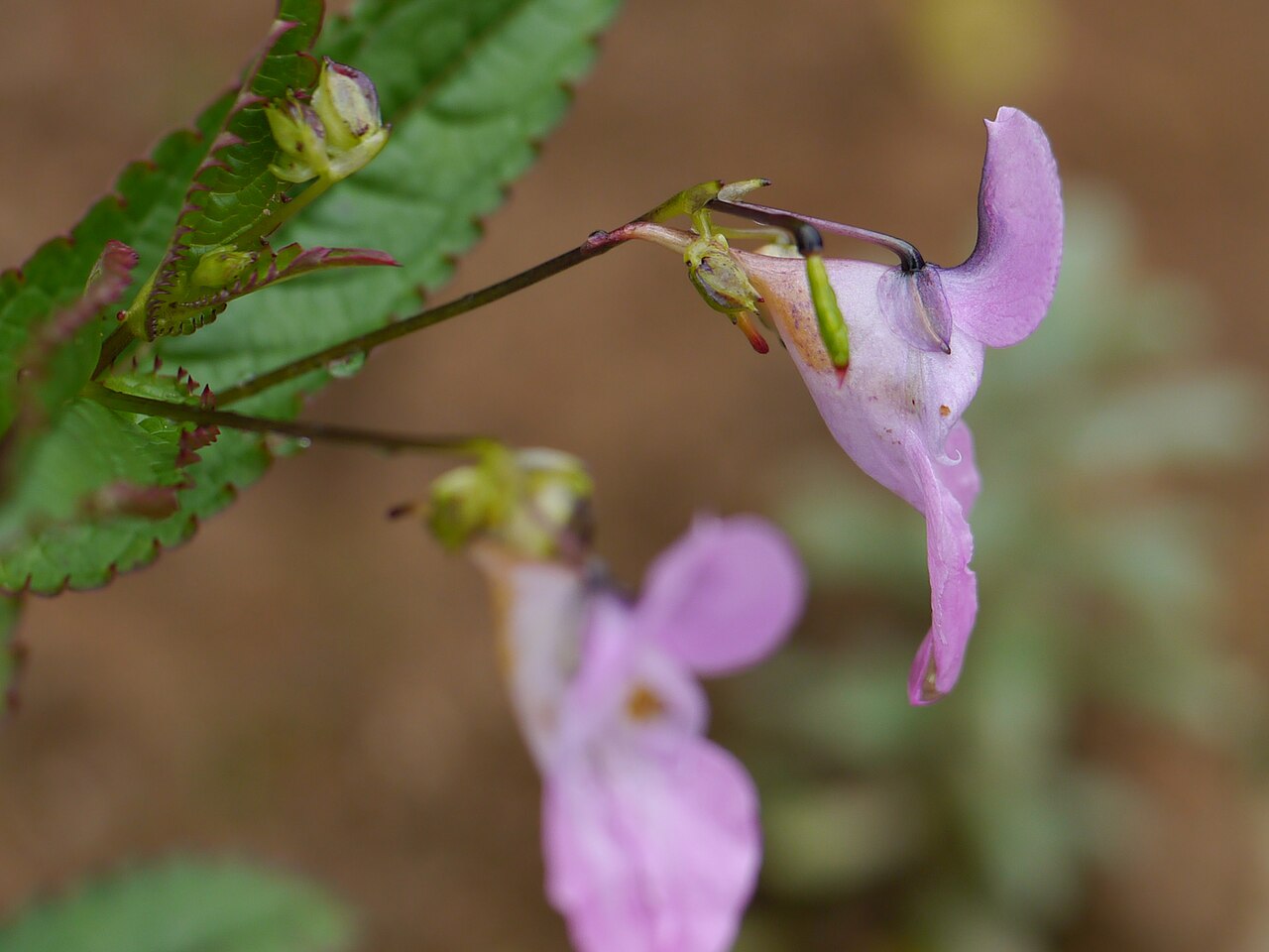 Chungtien balsam: Impatiens chungtienensis Y.L.Chen