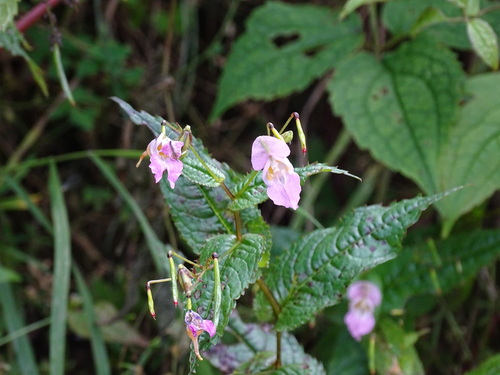 Chungtien balsam (Impatiens chungtienensis)