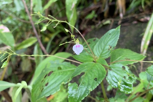 Impatiens circaeoides (Impatiens circaeoides)