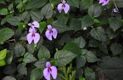 Impatiens cordata (Impatiens cordata)
