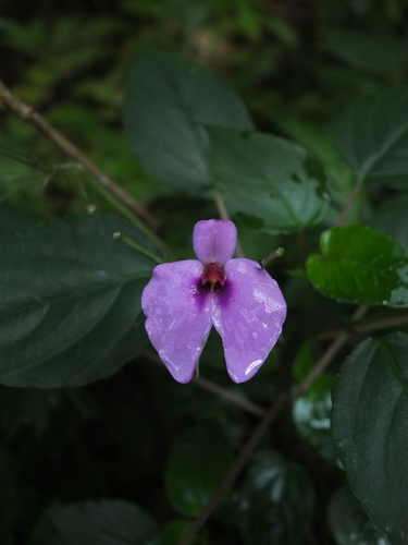 Impatiens cordata (Impatiens cordata)