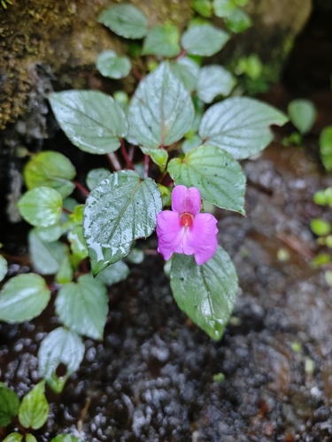 Impatiens cordata (Impatiens cordata)