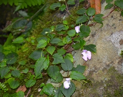Impatiens cordata (Impatiens cordata)