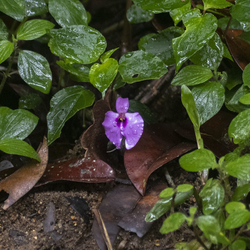 Impatiens cordata (Impatiens cordata)