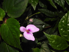 Impatiens cordata (Impatiens cordata)