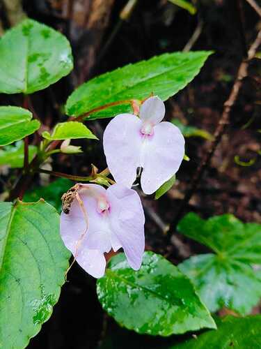 Impatiens cordata (Impatiens cordata)