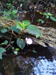 Impatiens cordata (Impatiens cordata)