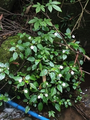 Impatiens cordata (Impatiens cordata)