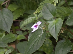 Impatiens cordata (Impatiens cordata)