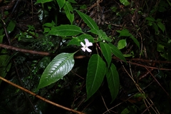 Impatiens curtisii (Impatiens curtisii)