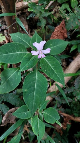 Impatiens curtisii (Impatiens curtisii)
