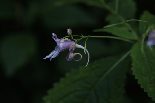 Impatiens cyanantha (Impatiens cyanantha)