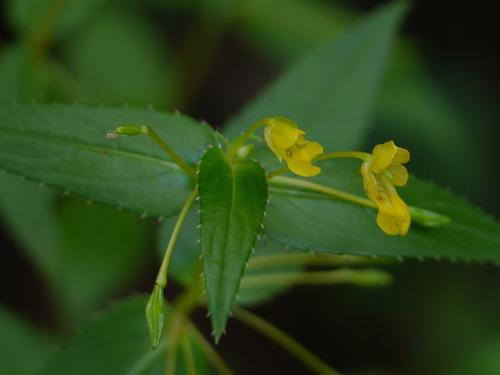 Impatiens dalzellii (Impatiens dalzellii)