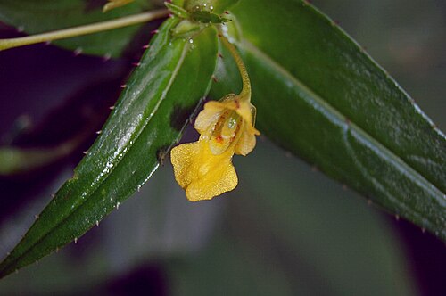 Impatiens dalzellii: Impatiens dalzellii