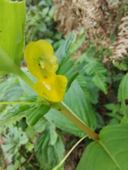 Impatiens dalzellii (Impatiens dalzellii)