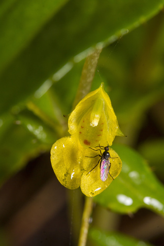 Impatiens dalzellii (Impatiens dalzellii)