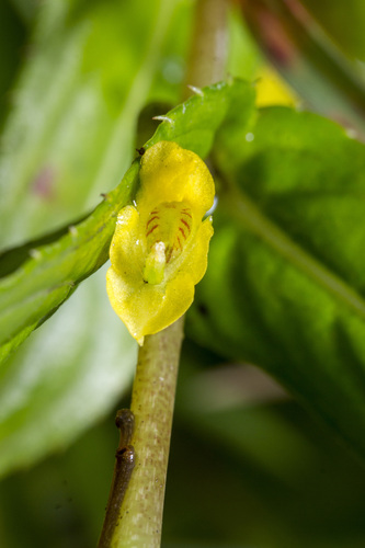 Impatiens dalzellii (Impatiens dalzellii)