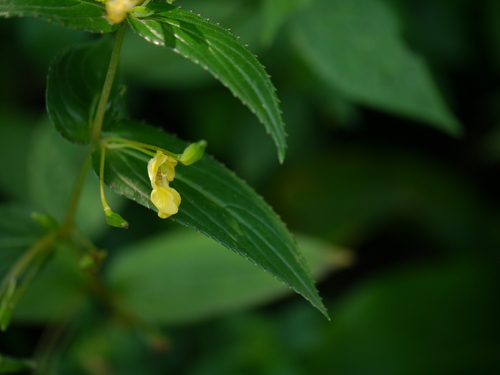 Impatiens dalzellii (Impatiens dalzellii)