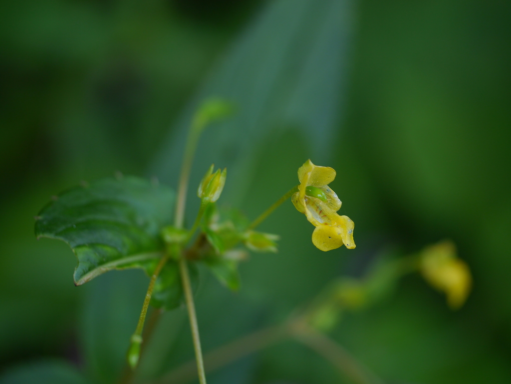 Impatiens dalzellii (Impatiens dalzellii)
