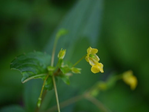 Impatiens dalzellii (Impatiens dalzellii)