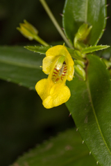 Impatiens dalzellii (Impatiens dalzellii)