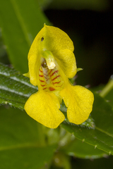Impatiens dalzellii (Impatiens dalzellii)