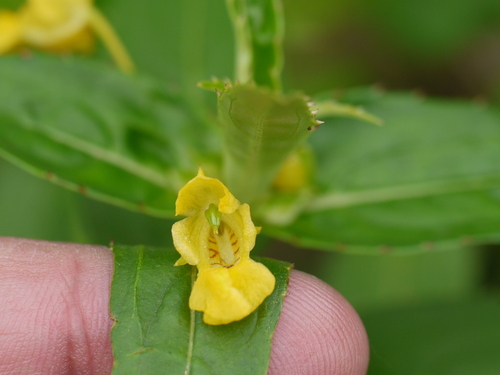 Impatiens dalzellii (Impatiens dalzellii)