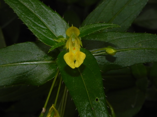 Impatiens dalzellii (Impatiens dalzellii)