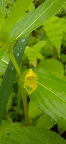 Impatiens dalzellii (Impatiens dalzellii)