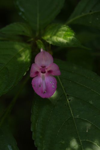 Impatiens decipiens (Impatiens decipiens)