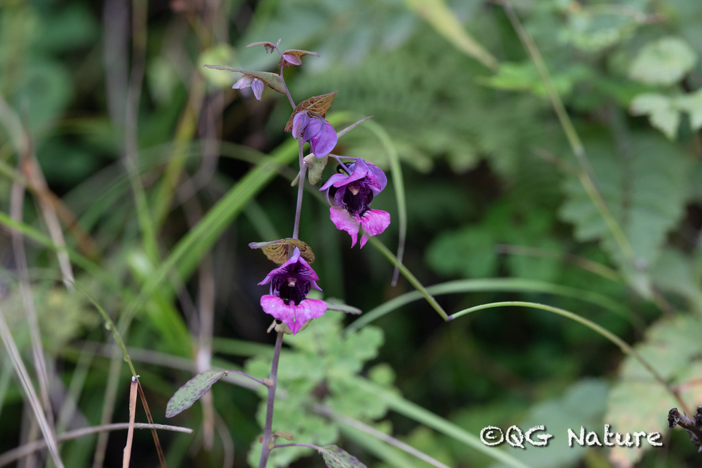 Impatiens delavayi (Impatiens delavayi)
