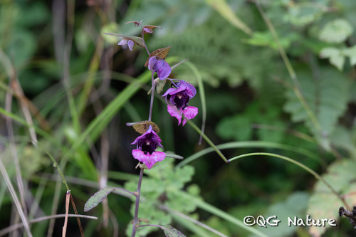 Impatiens delavayi (Impatiens delavayi)
