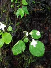 Impatiens dendricola (Impatiens dendricola)