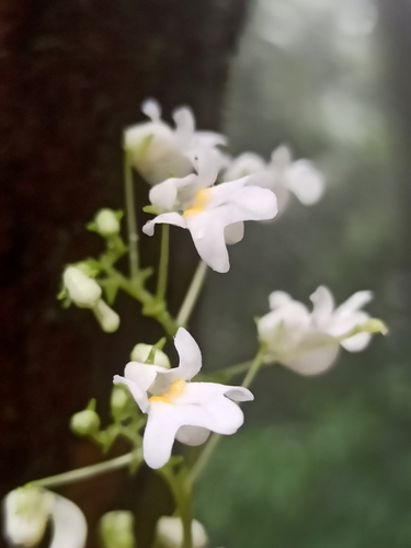Impatiens dendricola (Impatiens dendricola)