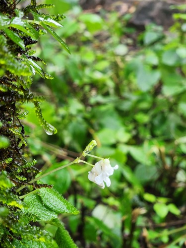 Impatiens dendricola (Impatiens dendricola)