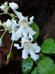 Impatiens dendricola (Impatiens dendricola)