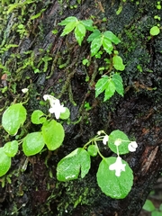 Impatiens dendricola (Impatiens dendricola)