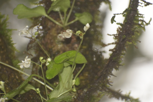 Impatiens dendricola (Impatiens dendricola)