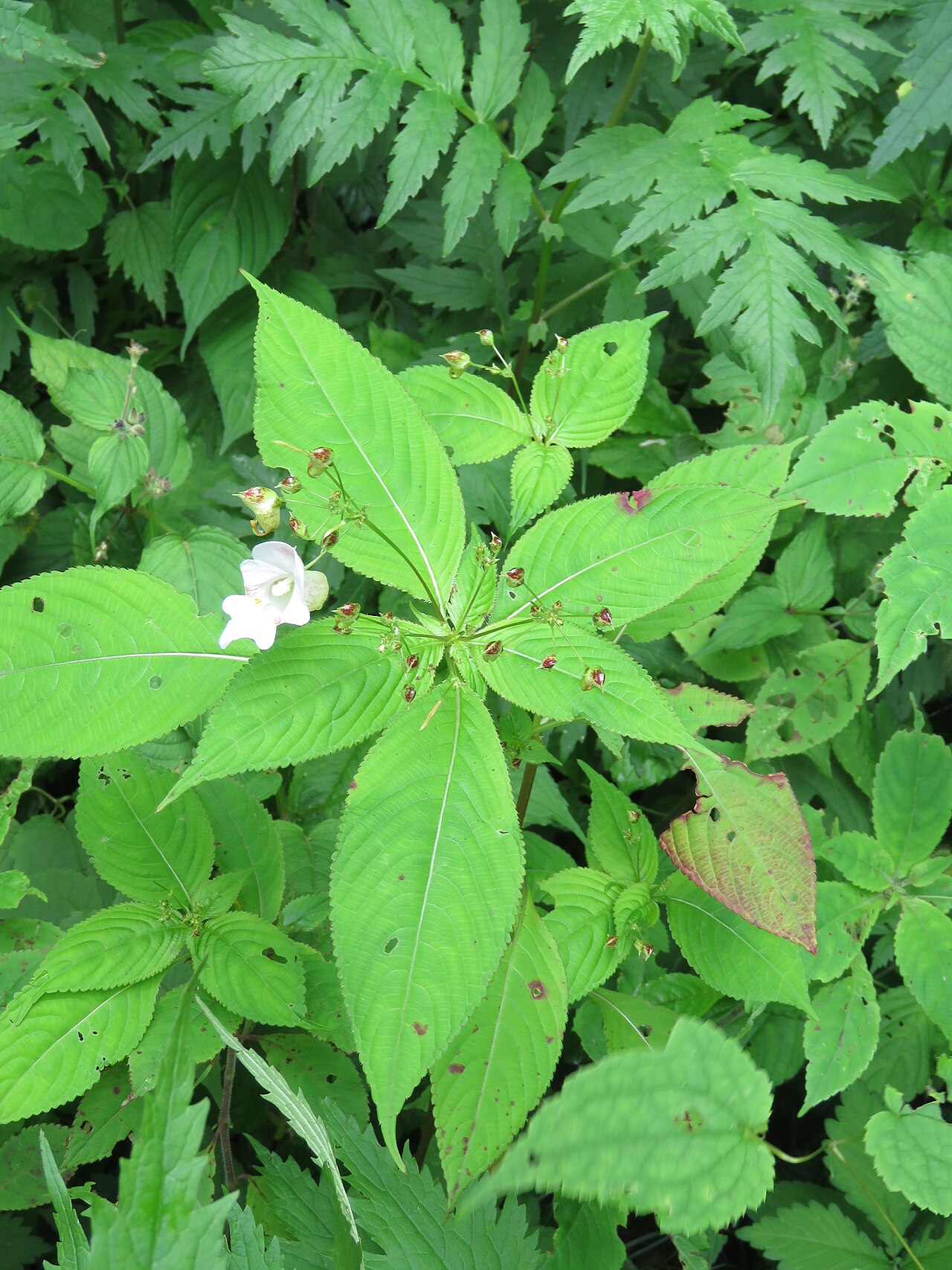 Devendra's balsam: Photos from Valley of Flowers trip during LGFC - VOF 2019