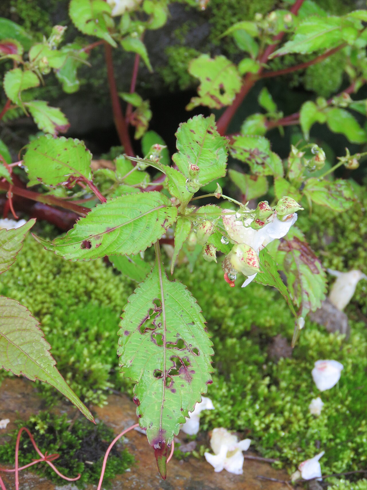 Devendra's balsam: Photos from Valley of Flowers trip during LGFC - VOF 2019