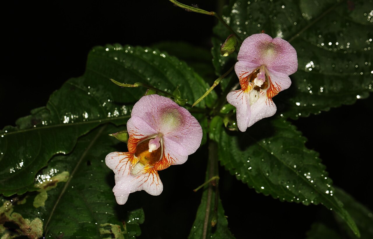 Devendra's balsam: Impatiens devendrae (often referred to as Devendra's Balsam) is a species of flowering plant in the family Balsaminaceae which can be found in India