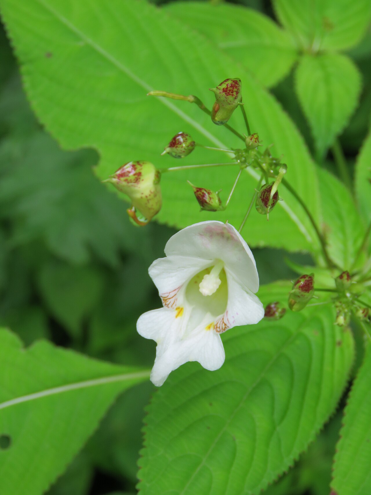 Devendra's balsam: Impatiens devendrae, Photos from Valley of Flowers trip during LGFC - VOF 2019